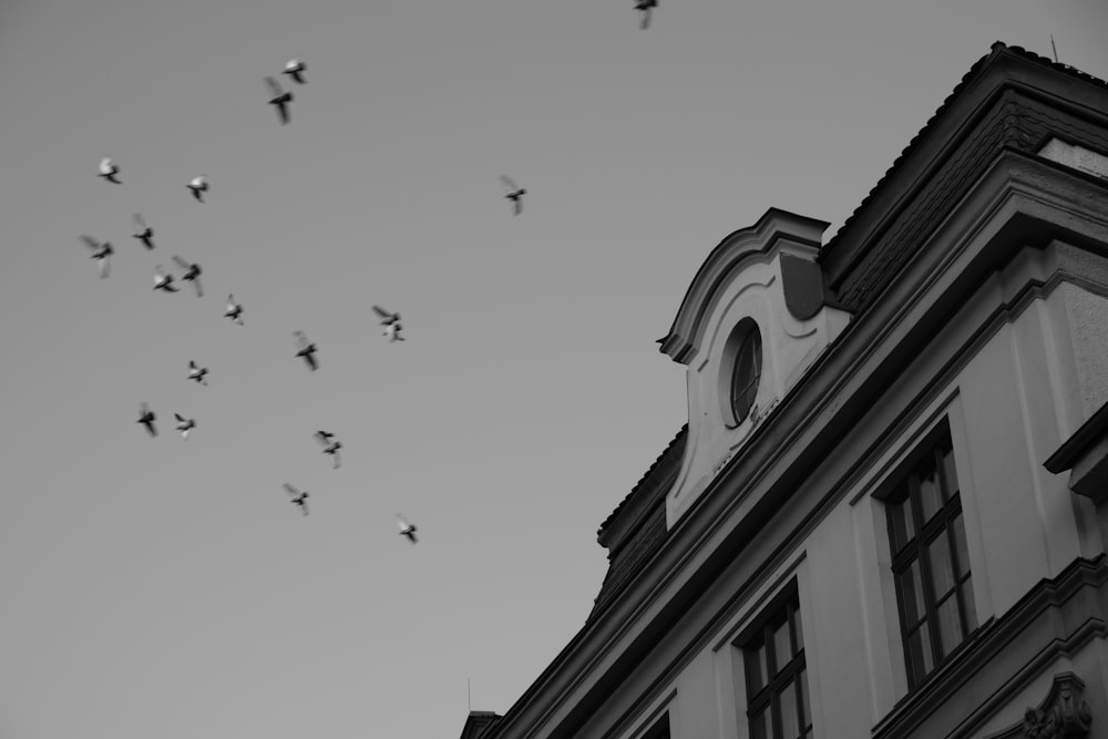 a flock of birds flying over a building