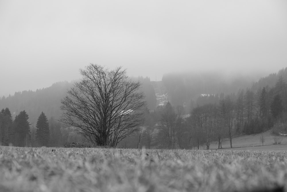 a black and white photo of a foggy field