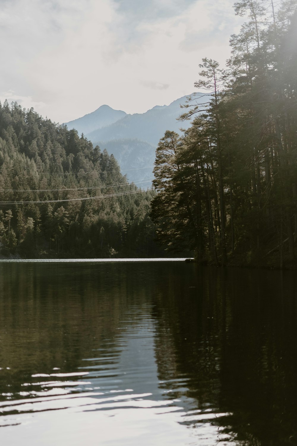 a body of water surrounded by a forest