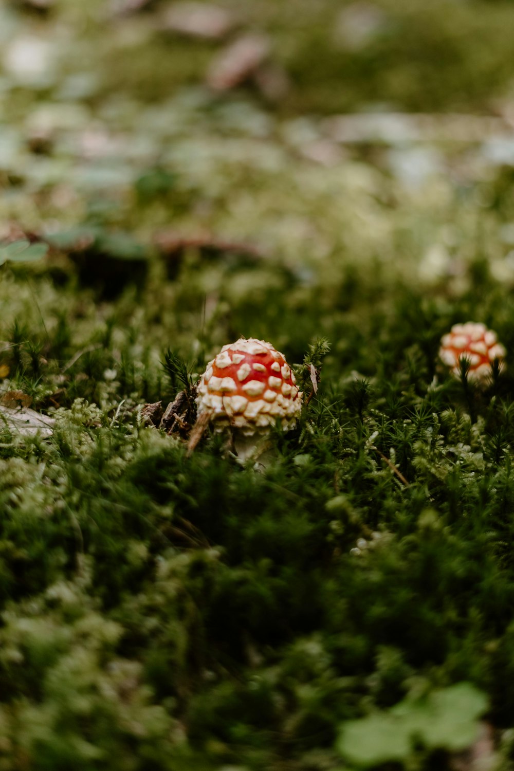 a couple of small mushrooms sitting on top of a lush green field