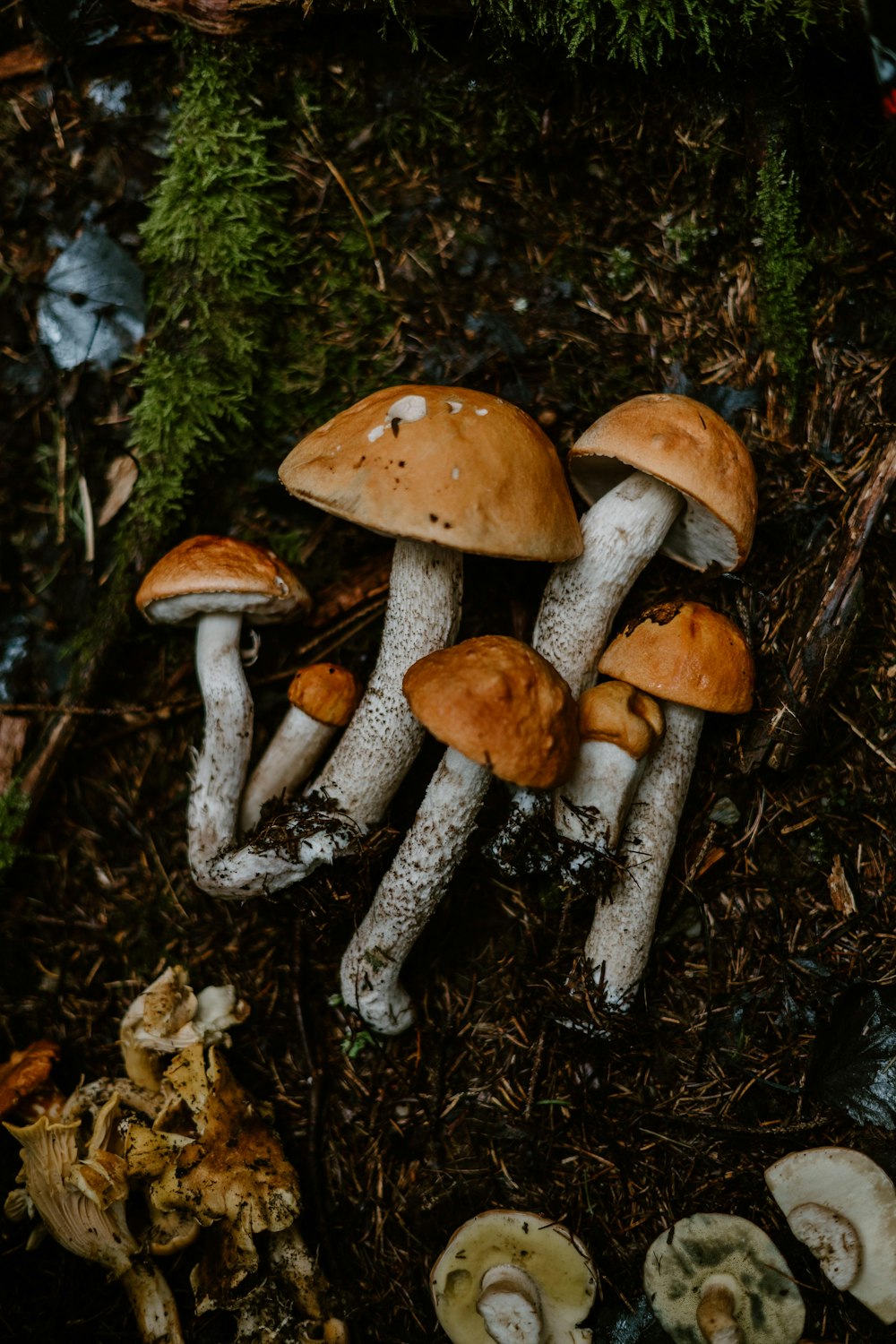 a group of mushrooms that are on the ground