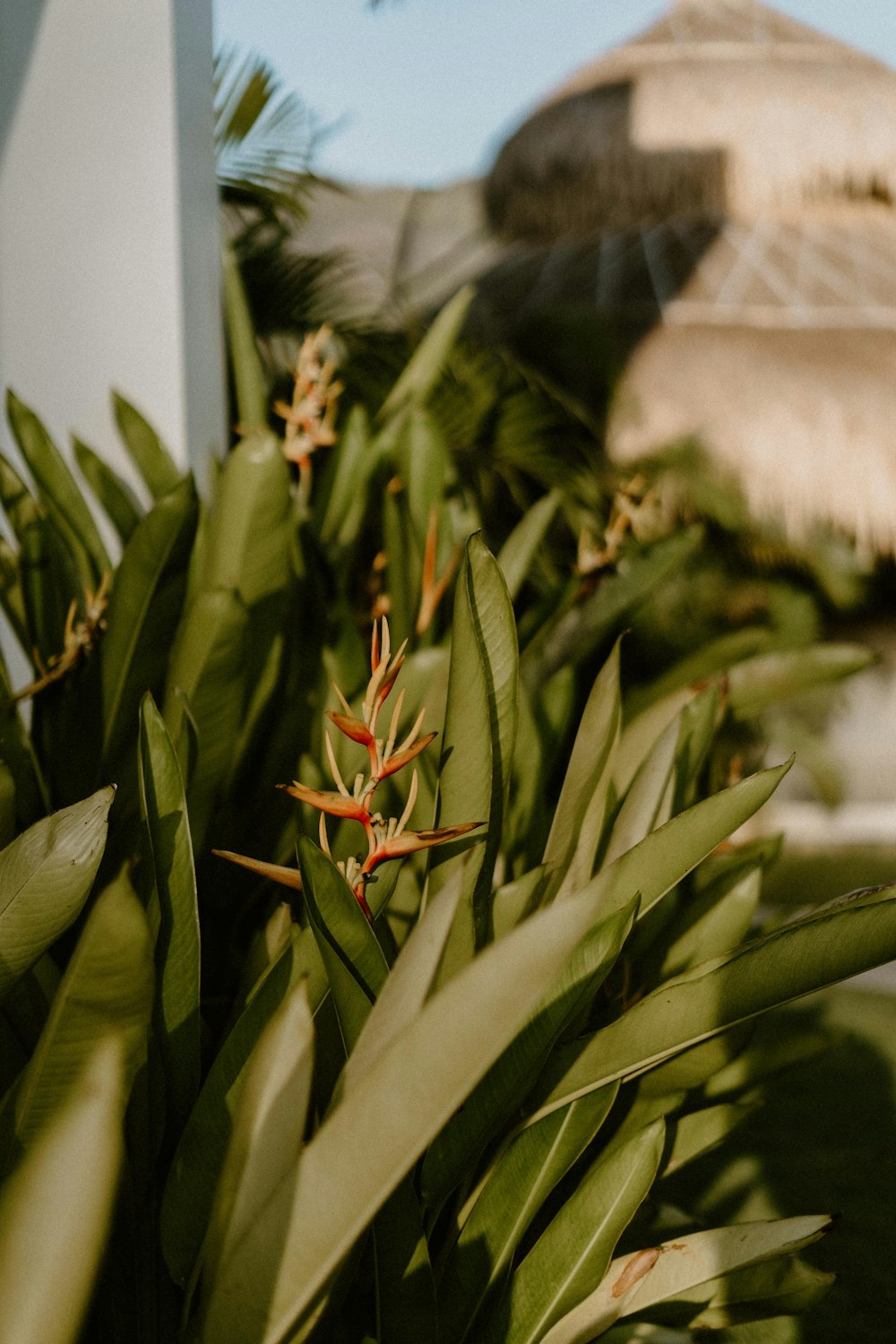 a close up of a bunch of plants with umbrellas in the background