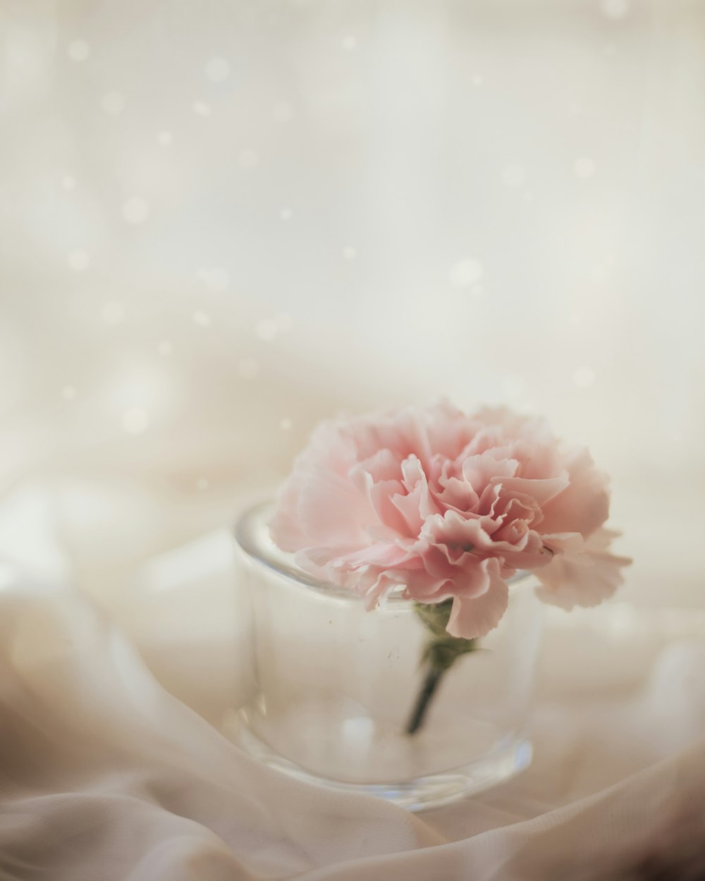 a single pink carnation in a glass vase