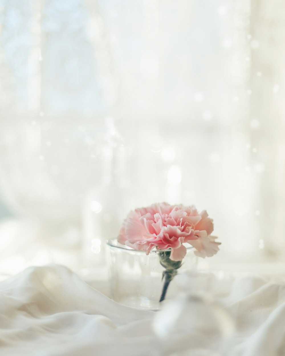 a pink carnation in a glass vase on a bed