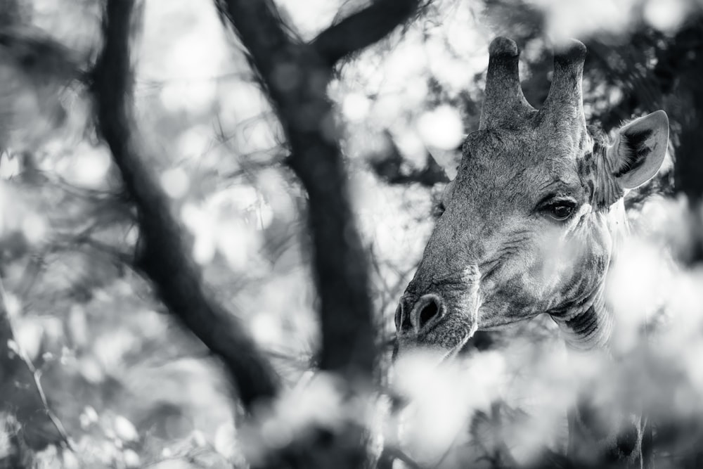 una foto in bianco e nero di una giraffa