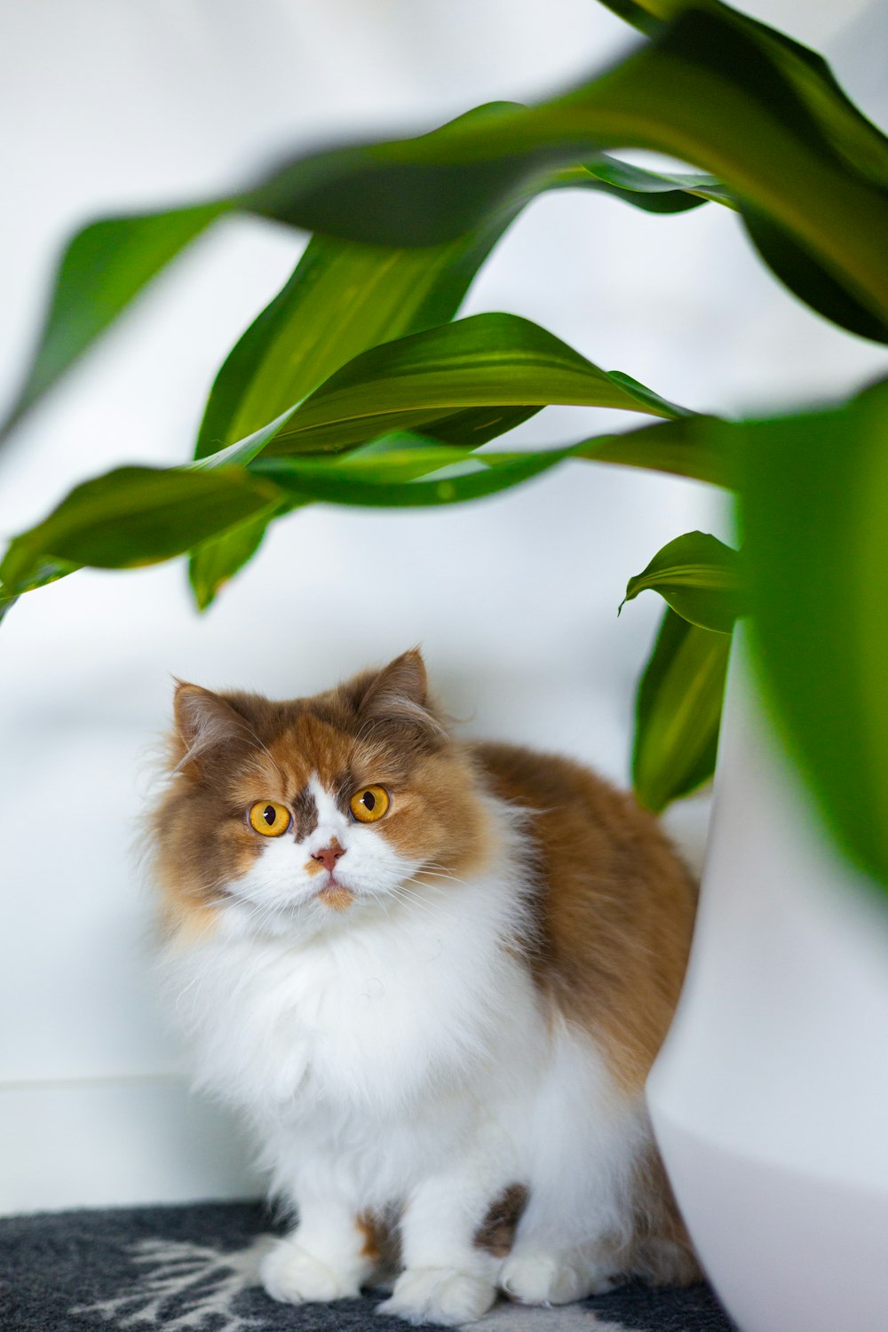 고양이 한 마리가 화분 옆에 앉아 있다