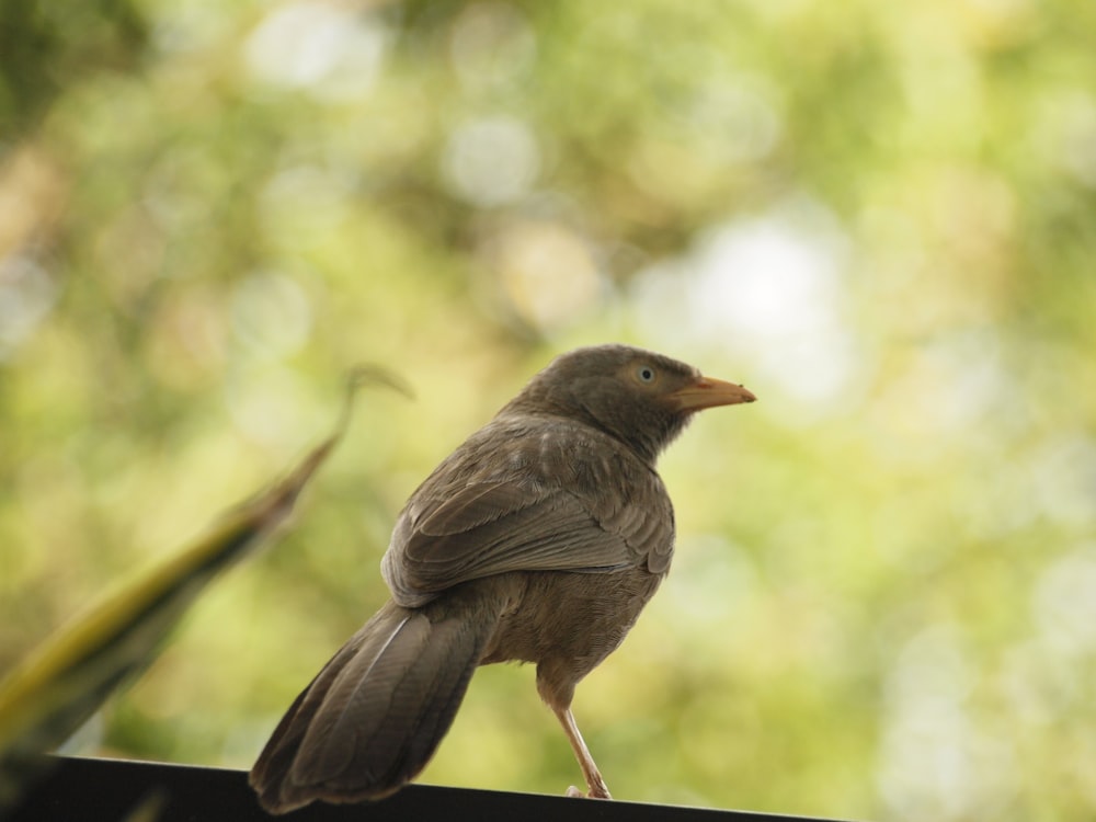 a small bird sitting on top of a wooden rail
