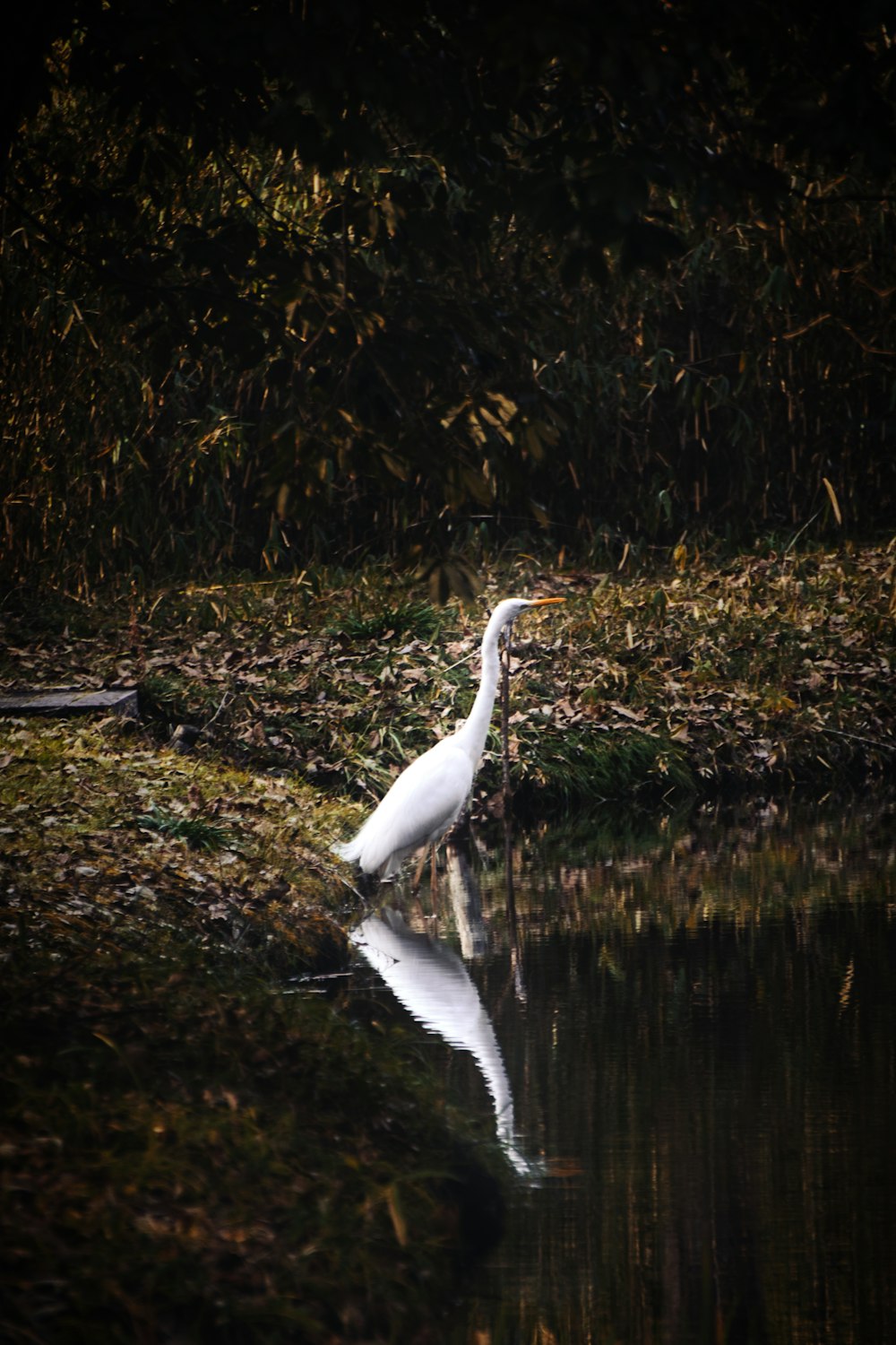 un uccello bianco in piedi sopra uno specchio d'acqua