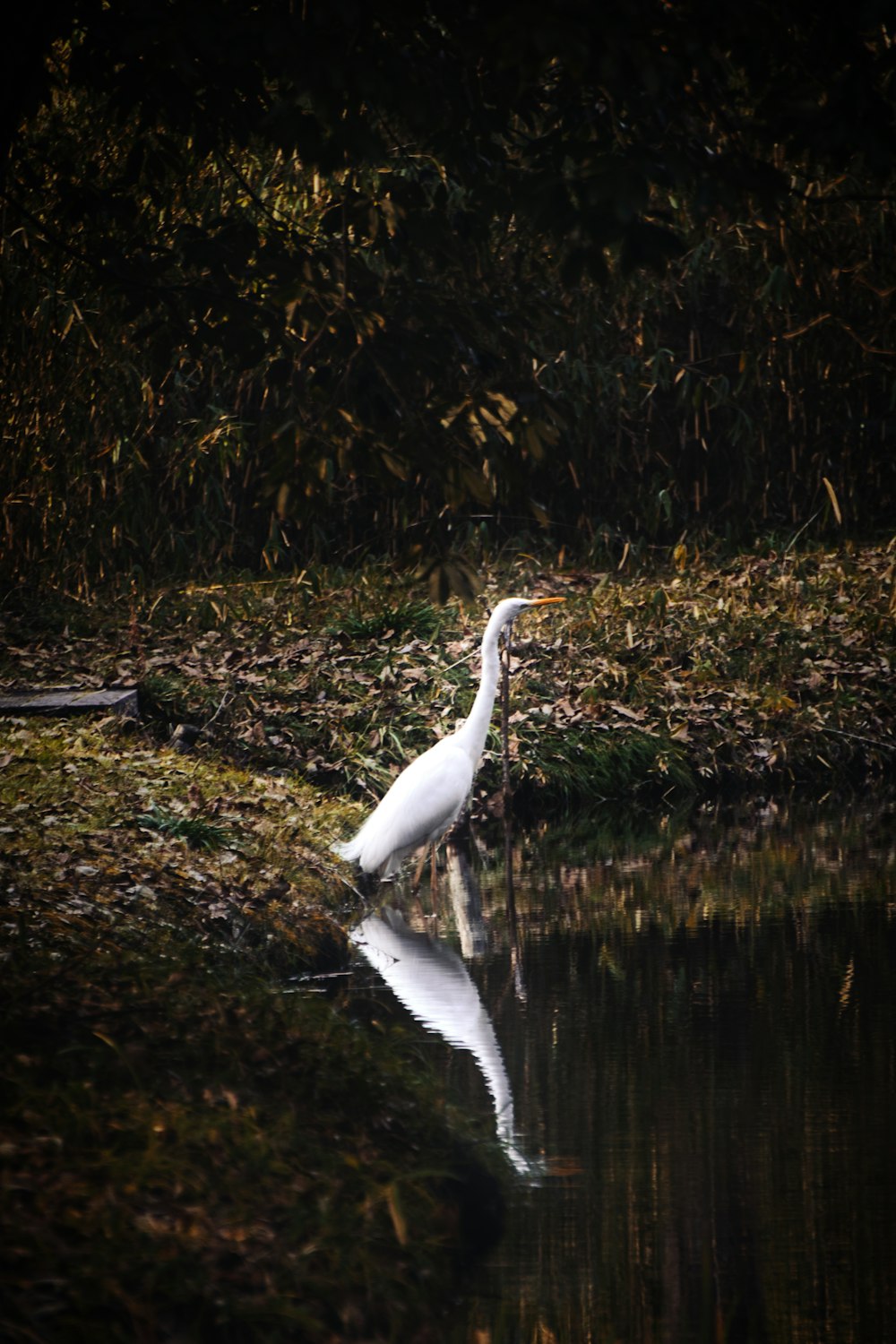 a white bird standing on top of a body of water