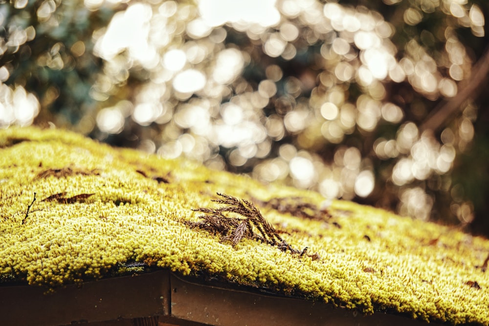 a moss covered roof with trees in the background