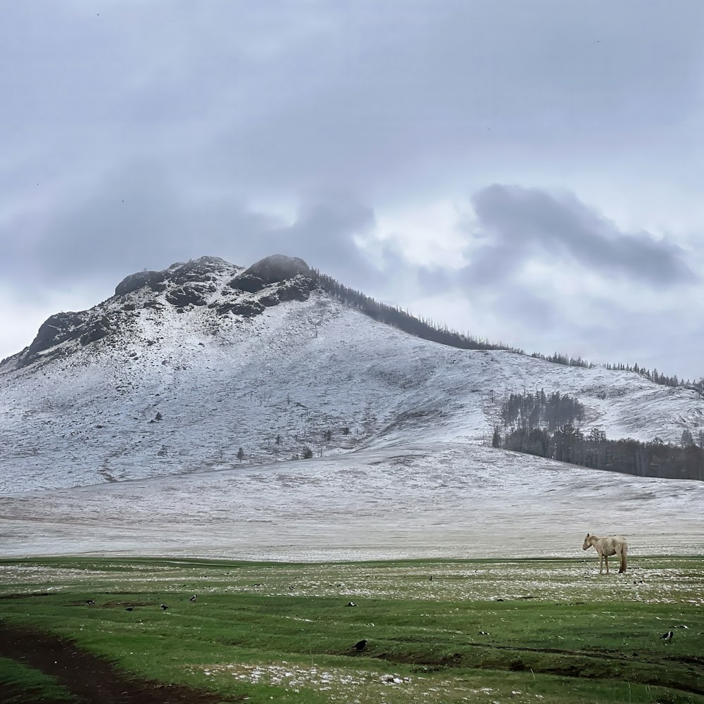 a horse standing in a field with a mountain in the background