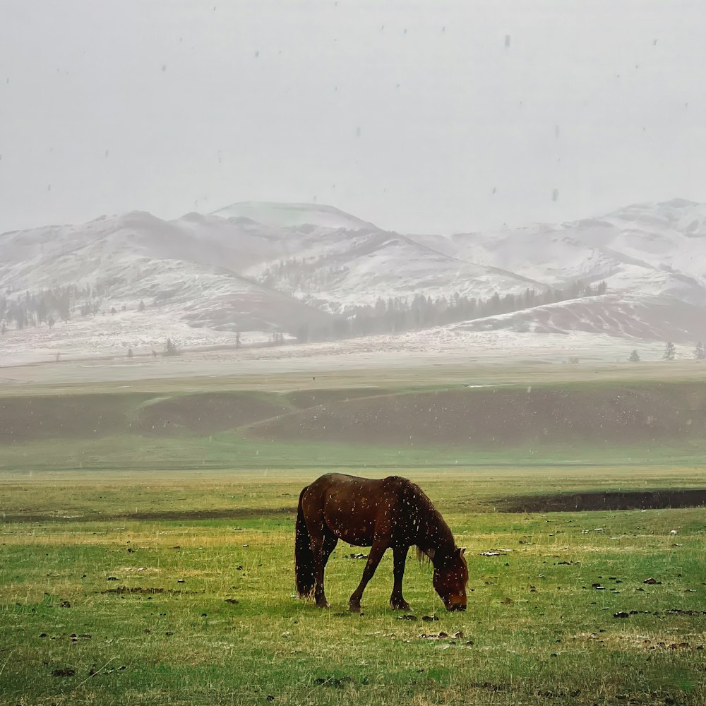 a horse grazing in a field with mountains in the background