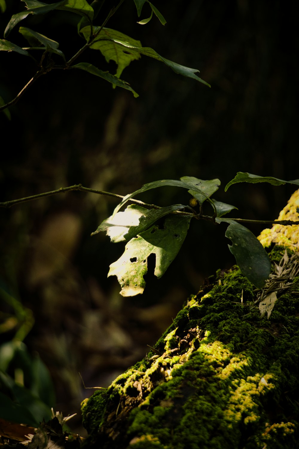uma folha verde em um tronco musgoso na floresta