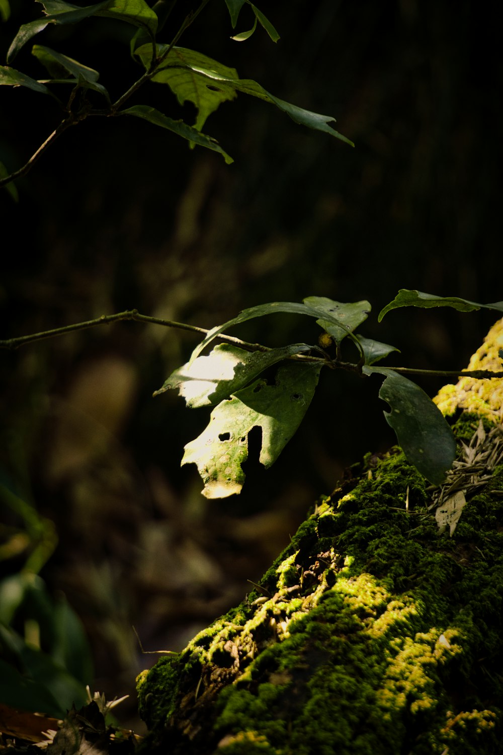 una hoja verde en un tronco cubierto de musgo en el bosque