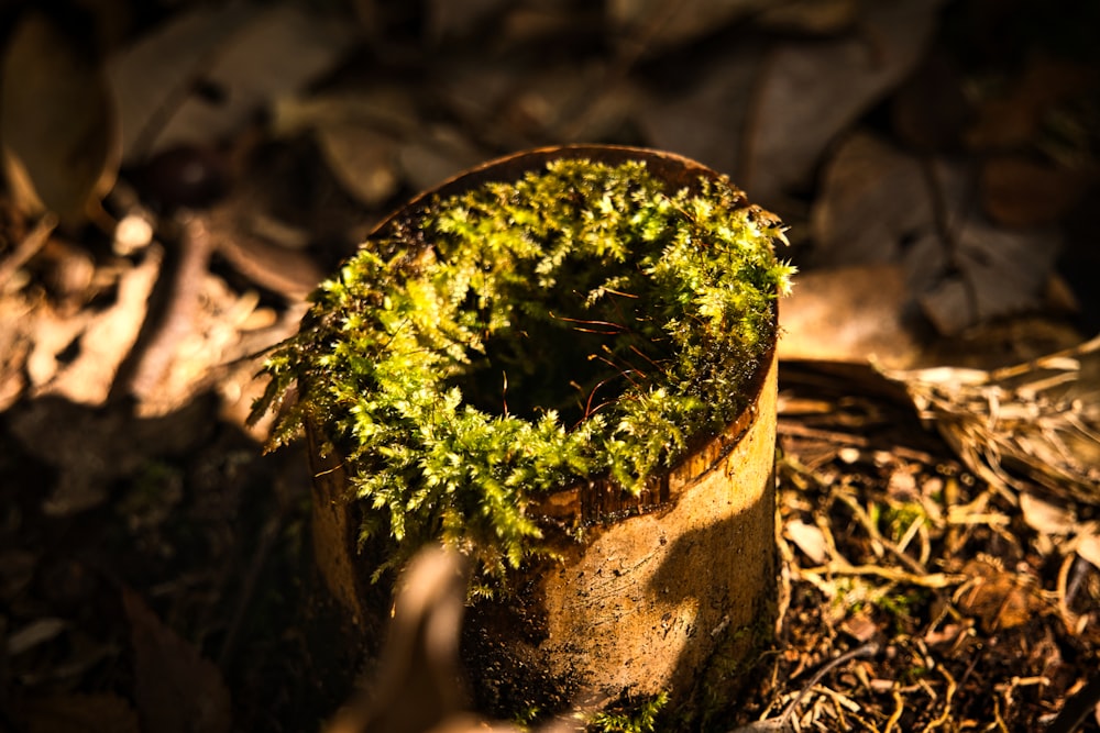 a bush growing out of a tree stump