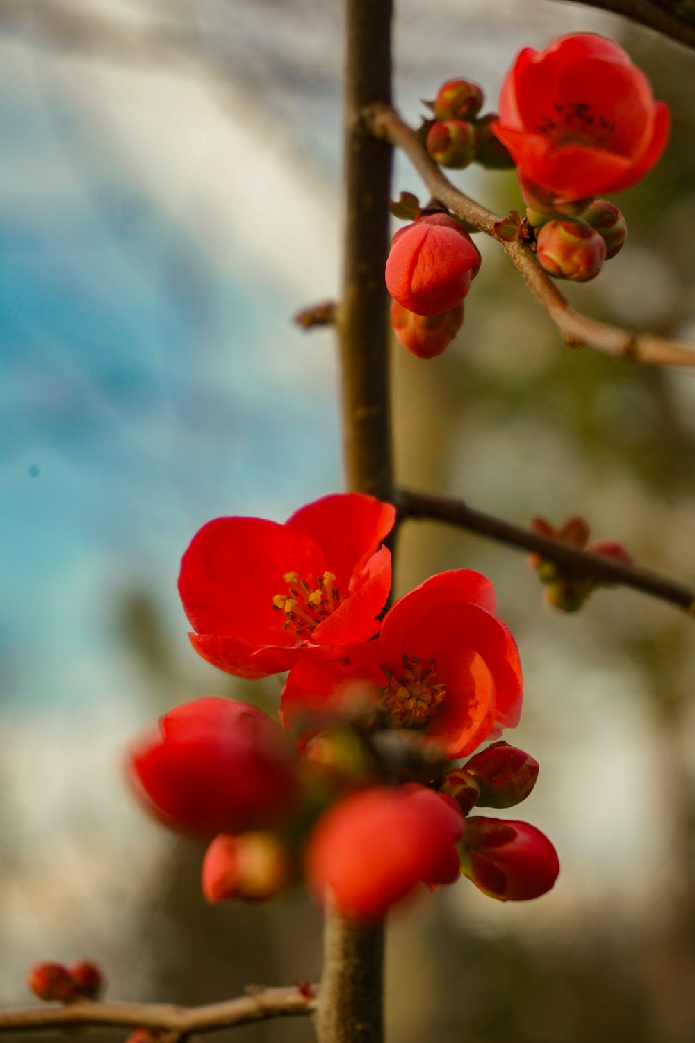 a close up of a tree with red flowers