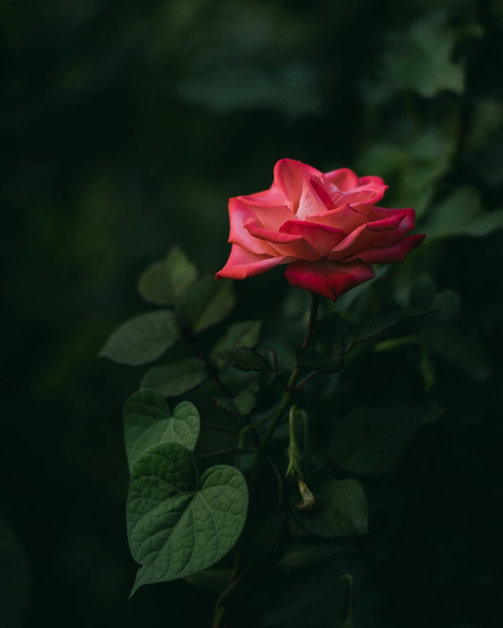 a red rose with green leaves on a dark background