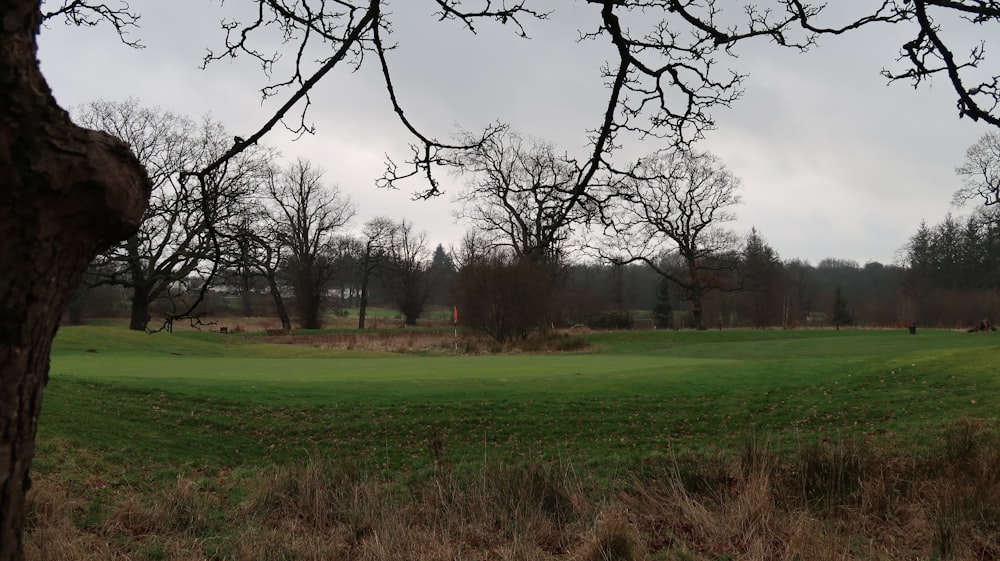 a green field with trees in the background