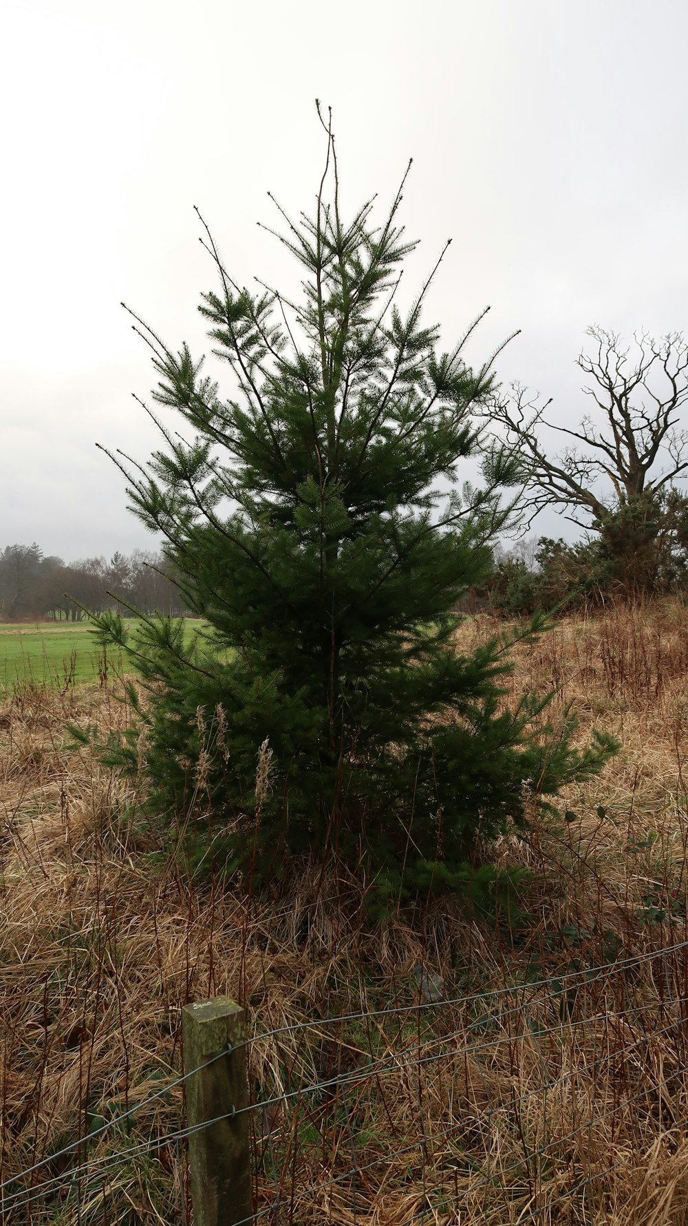 a small pine tree in the middle of a field