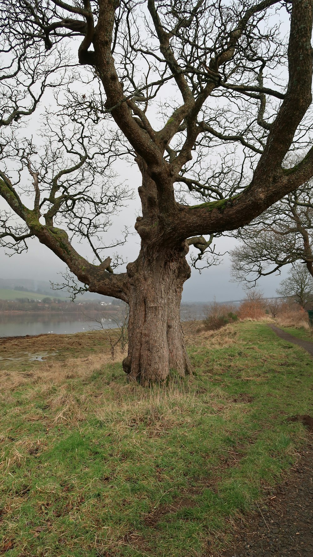 a tree with no leaves on a grassy hill