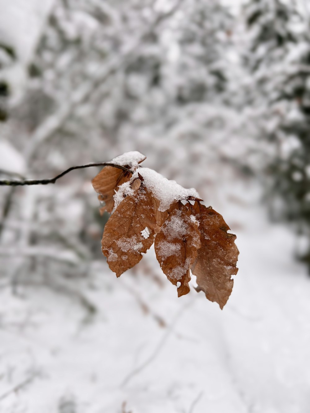 a leaf that is on a branch in the snow