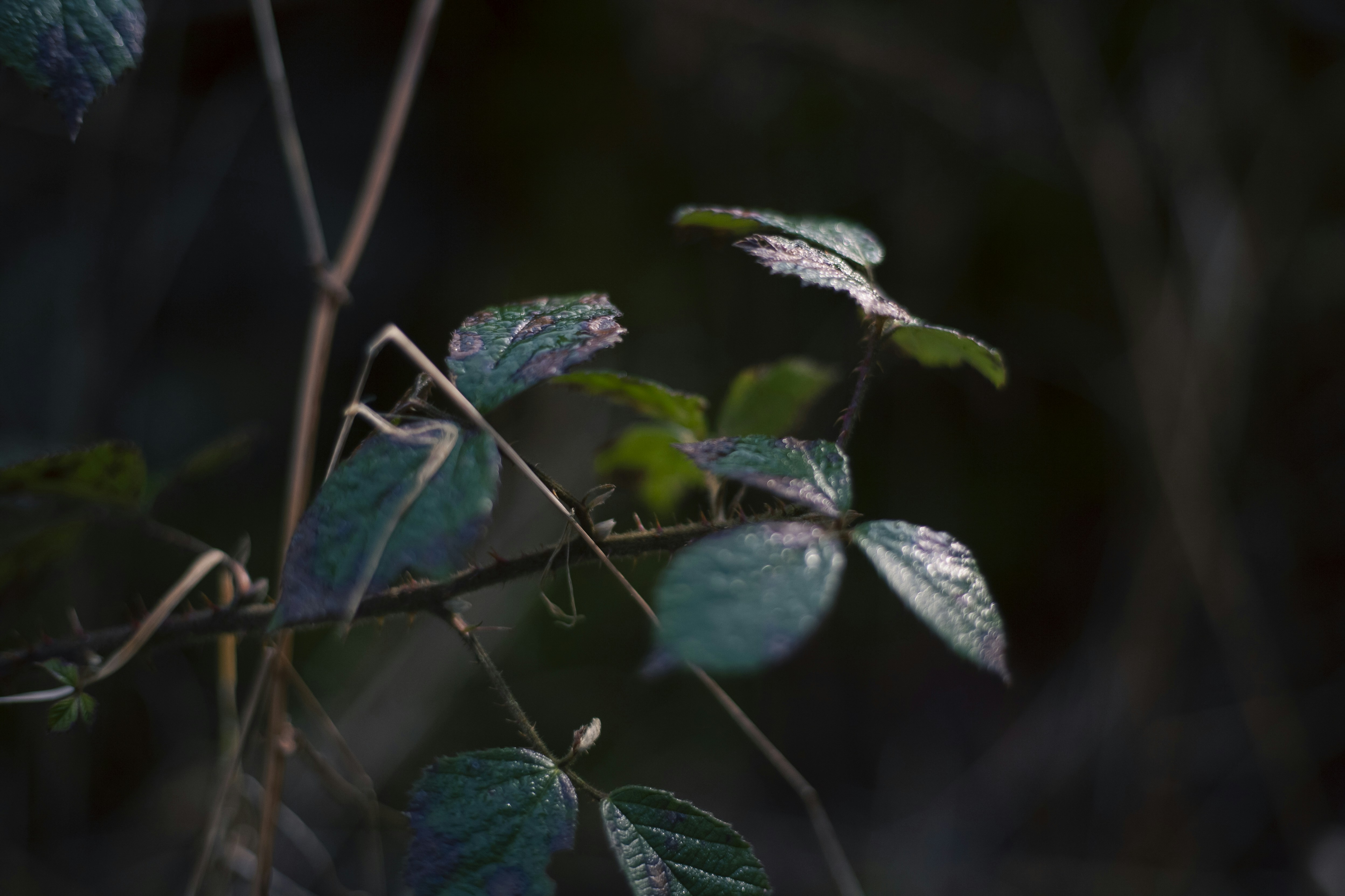 Photo by jcosens
