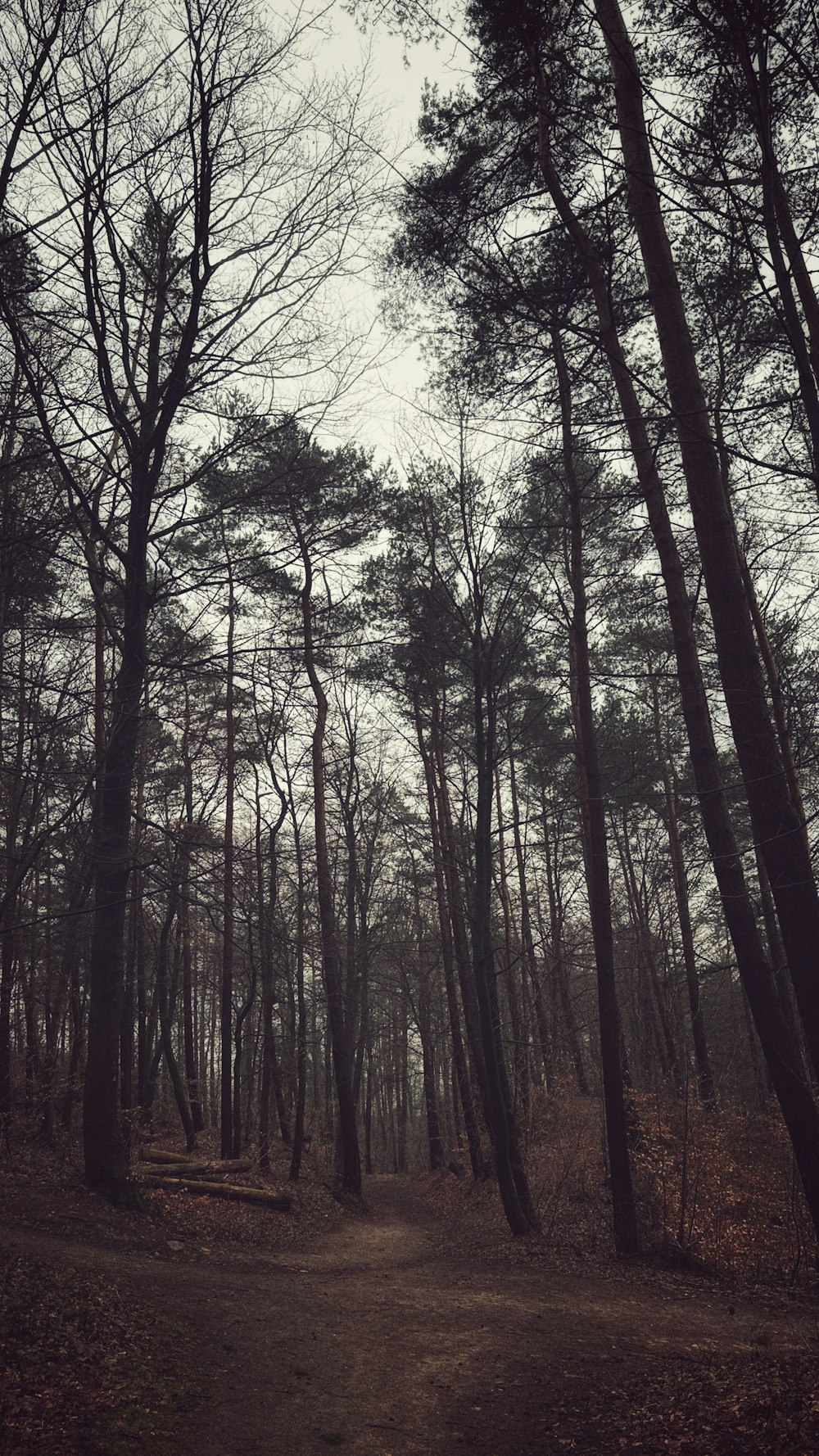 a dirt path in the middle of a forest