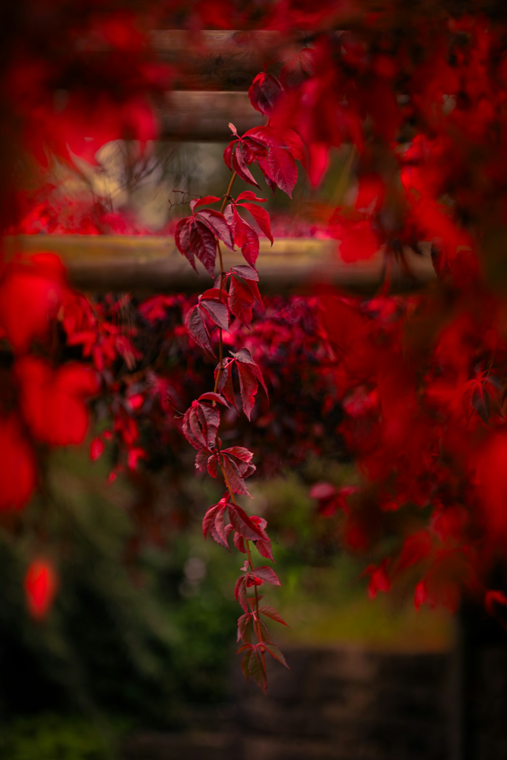 a tree with red leaves hanging from it's branches