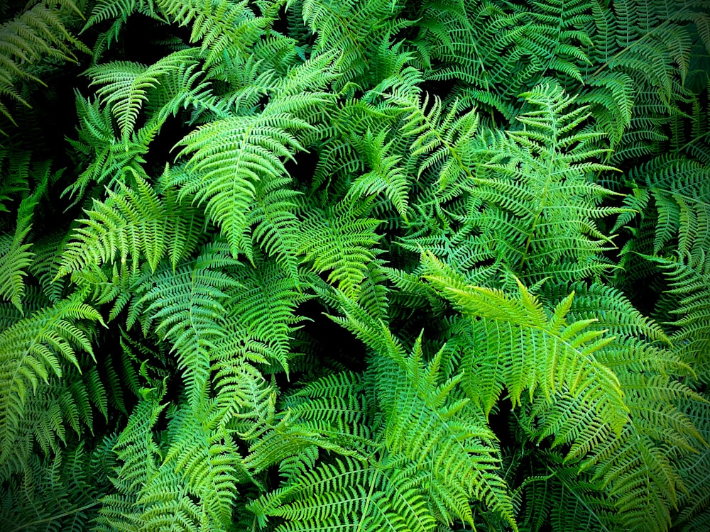 a close up of a bunch of green plants