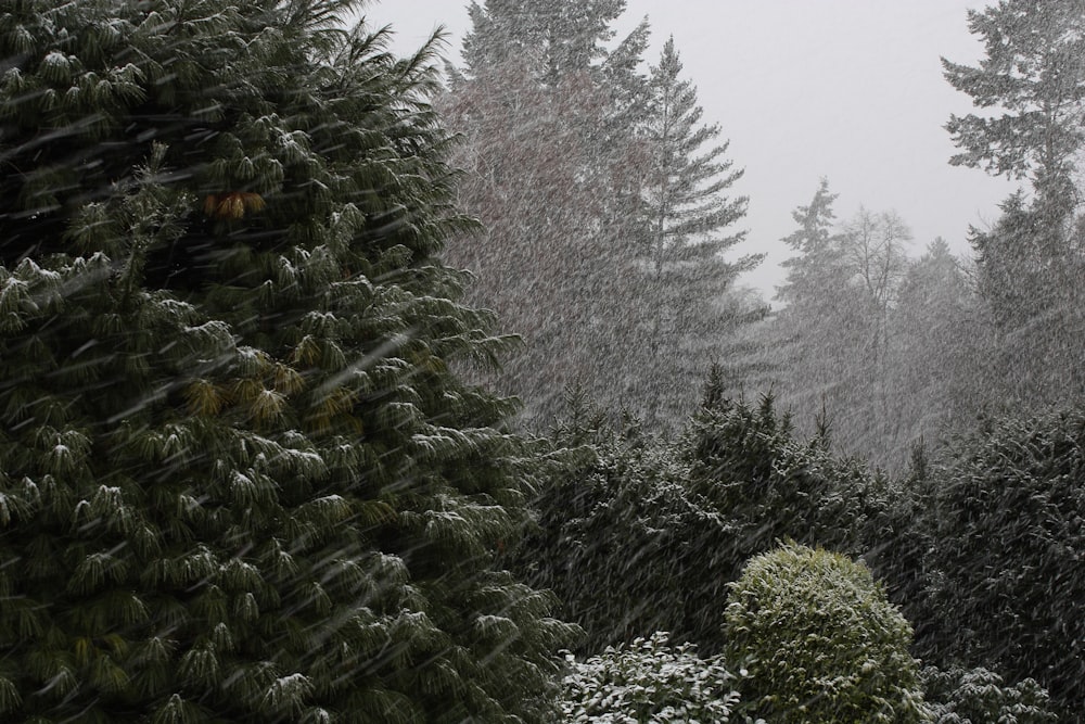 a snowy day in a forest with evergreen trees