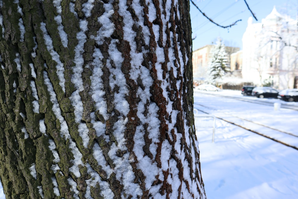 a close up of a tree with snow on it