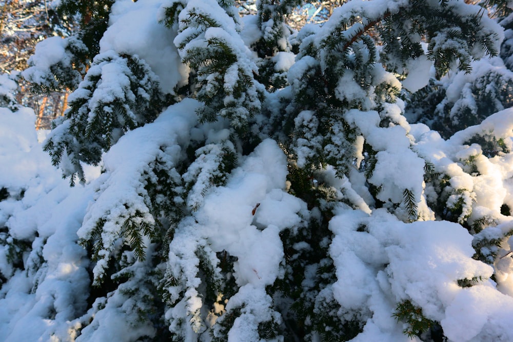 a snow covered pine tree in the winter