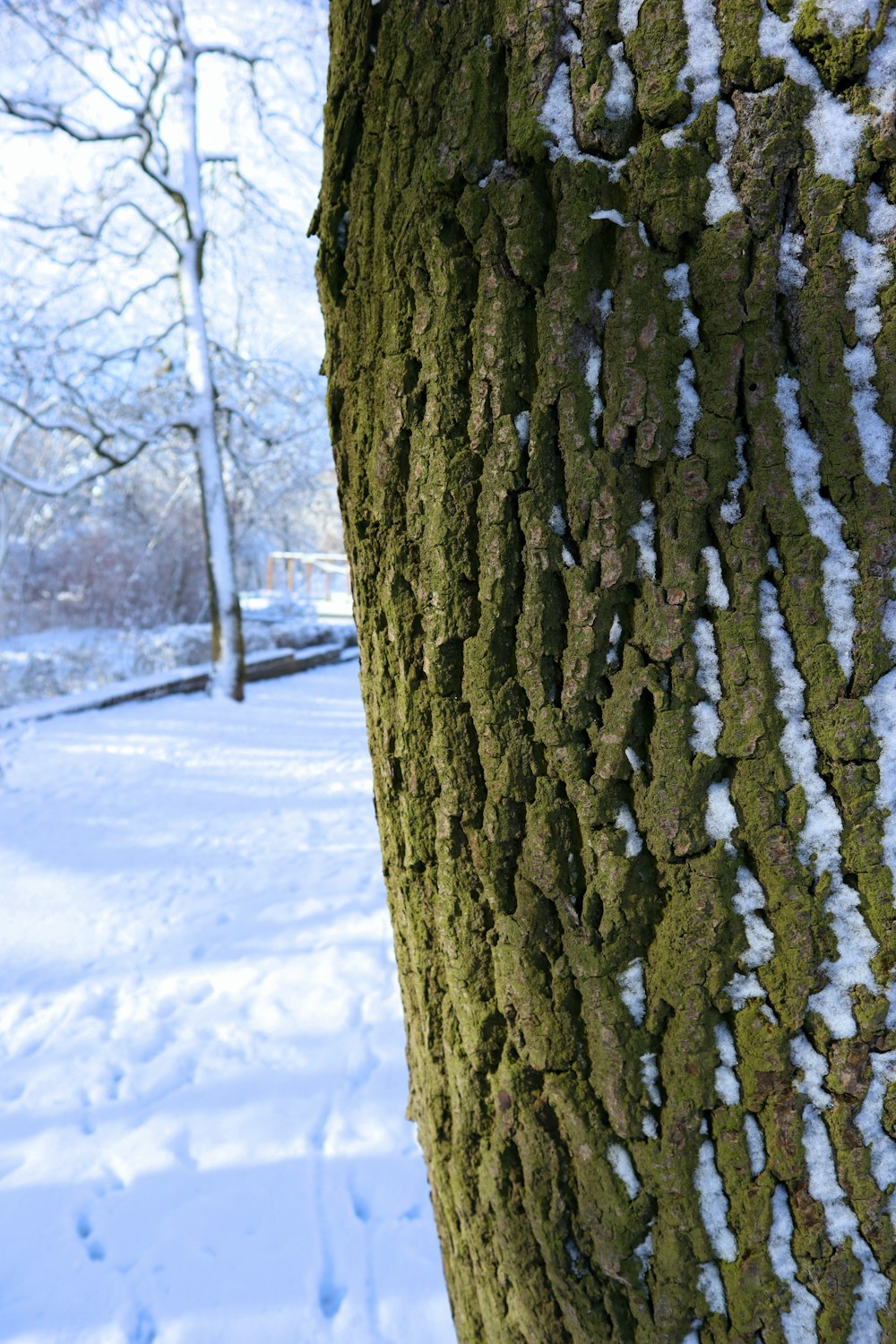 the bark of a tree covered in snow
