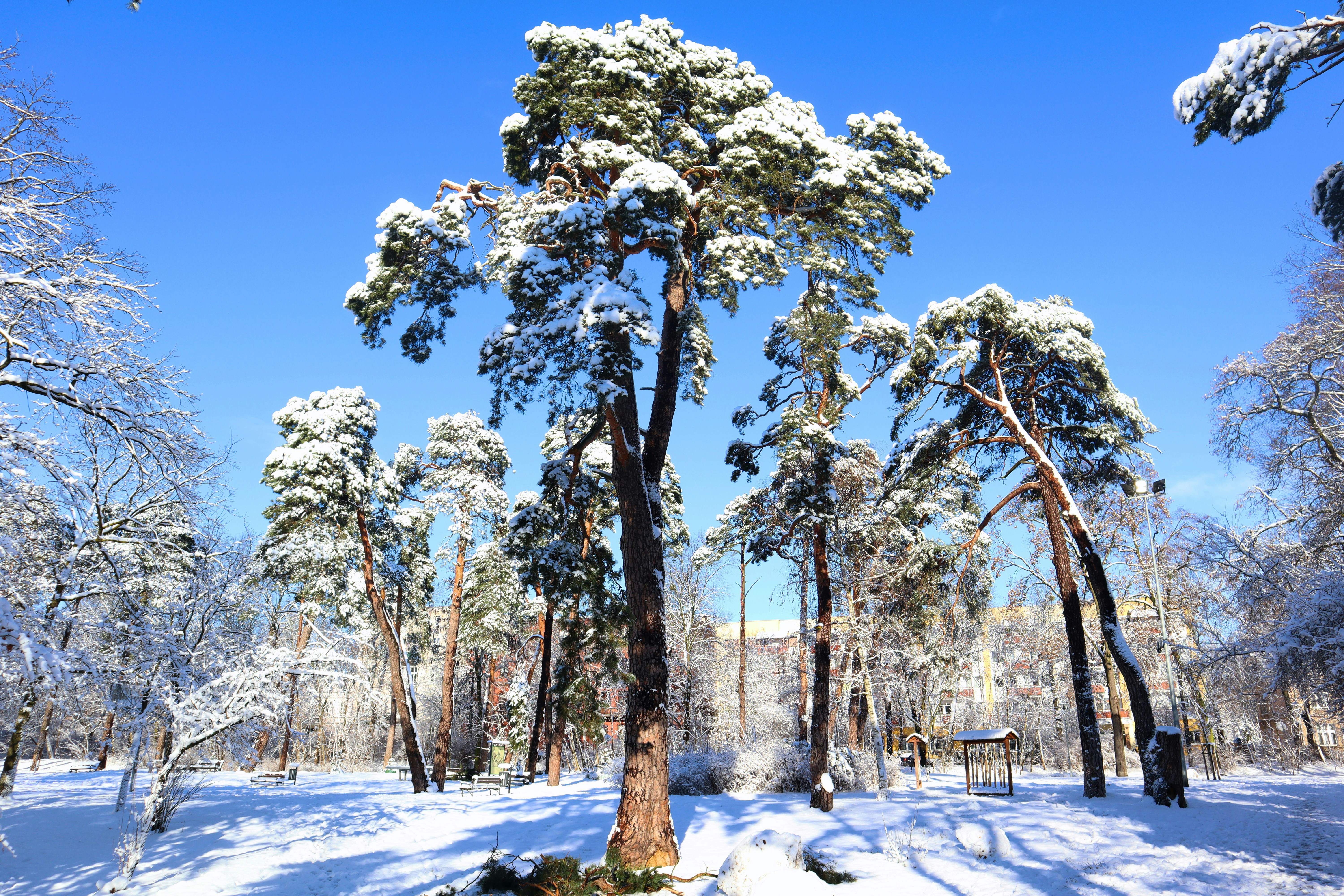 a snow covered forest filled with lots of trees