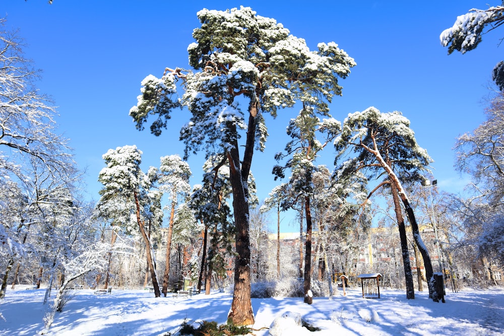 a snow covered forest filled with lots of trees