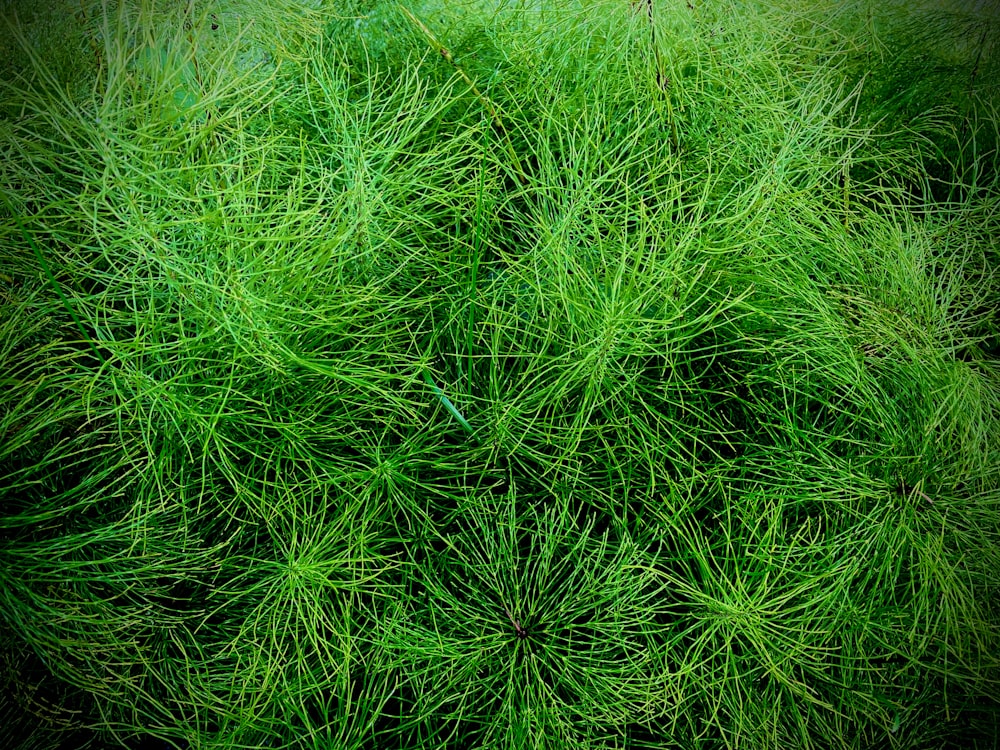 Un primer plano de una planta verde con muchas hojas