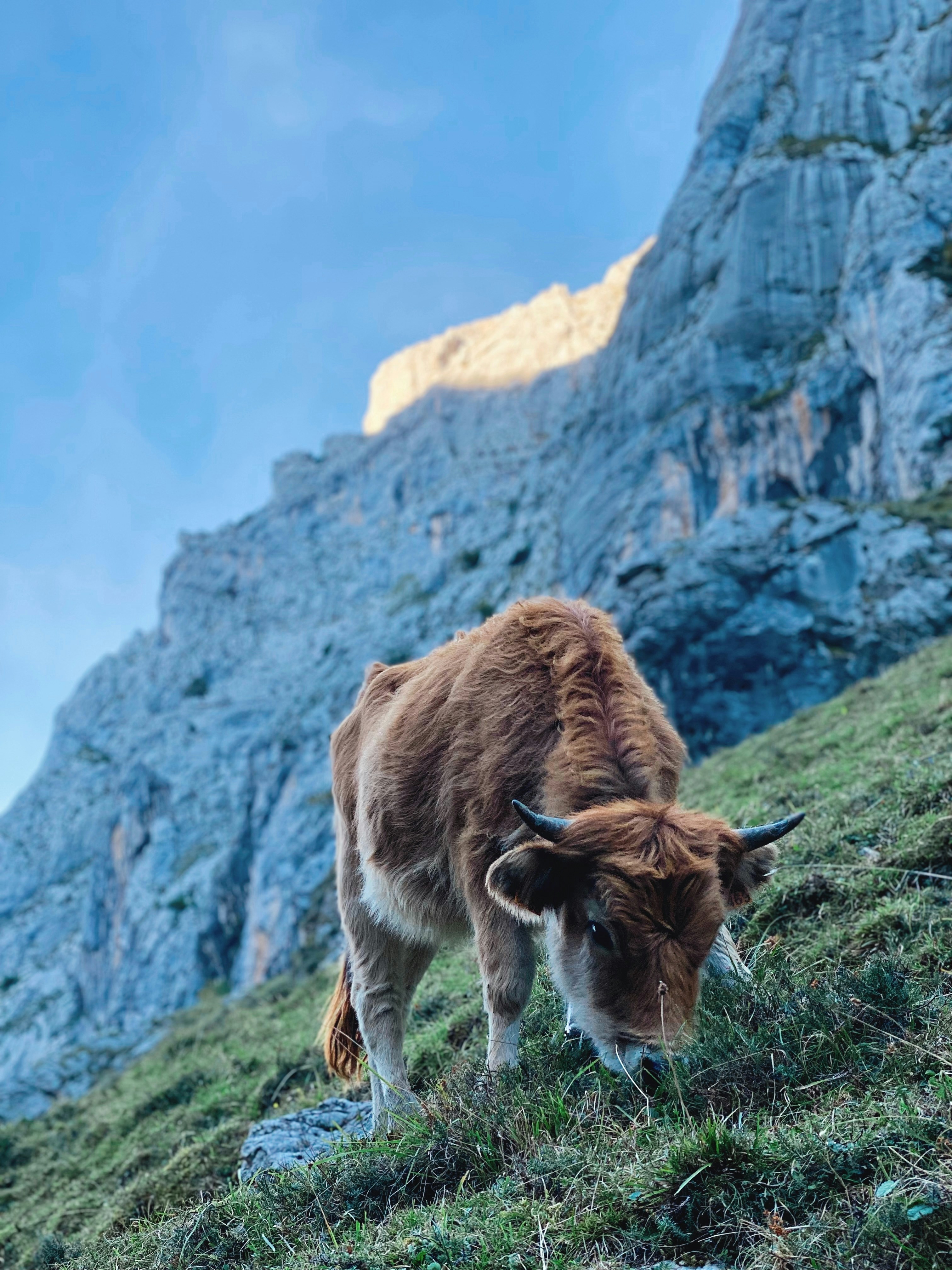 a brown and white cow grazing on a grass covered hillside