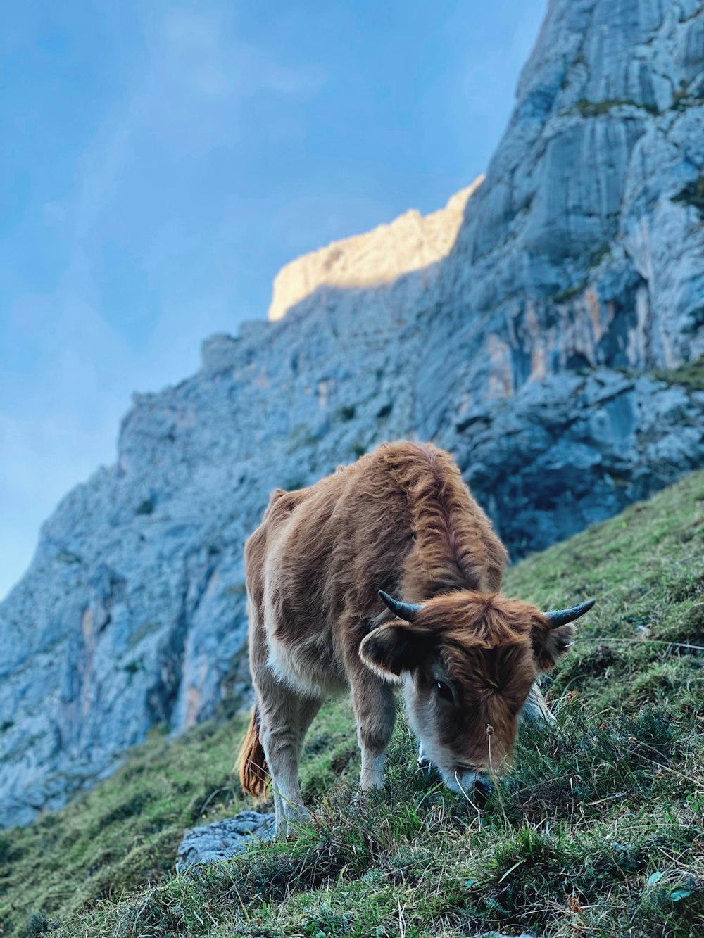a brown and white cow grazing on a grass covered hillside