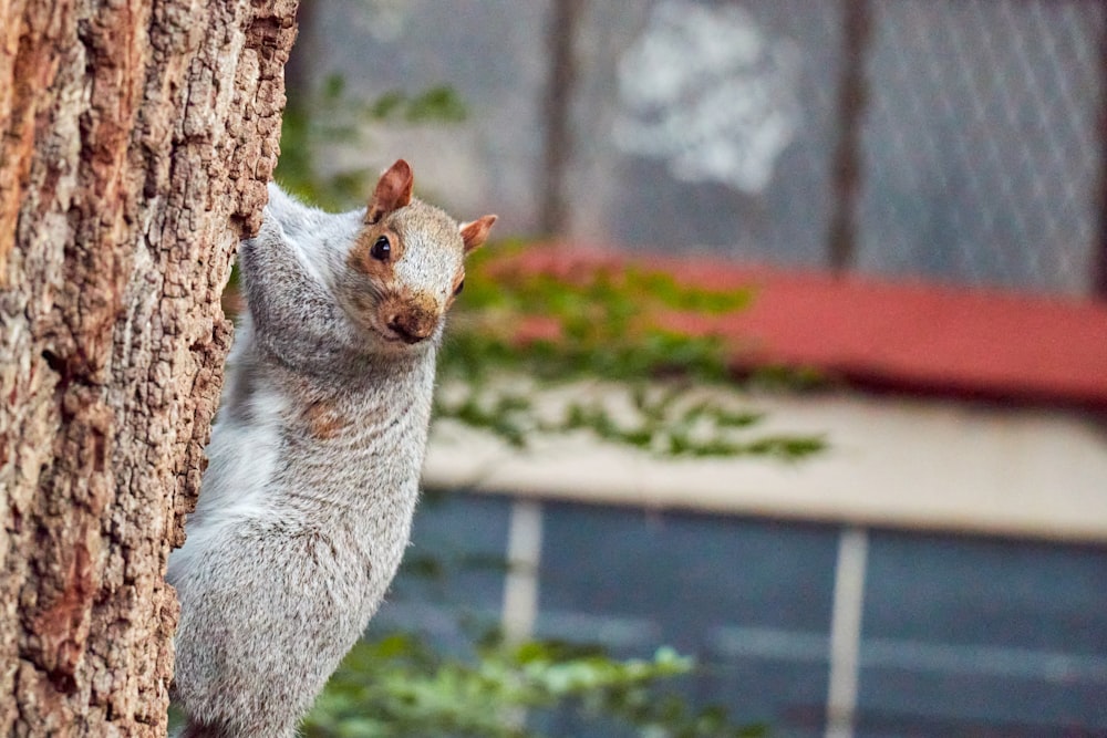 a squirrel standing on the side of a tree