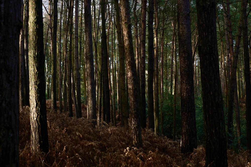 a forest filled with lots of tall trees