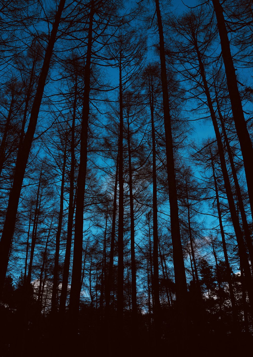 a forest filled with lots of tall trees under a blue sky