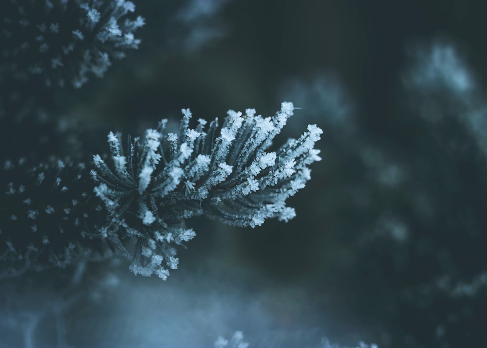 a close up of a pine tree with snow on it