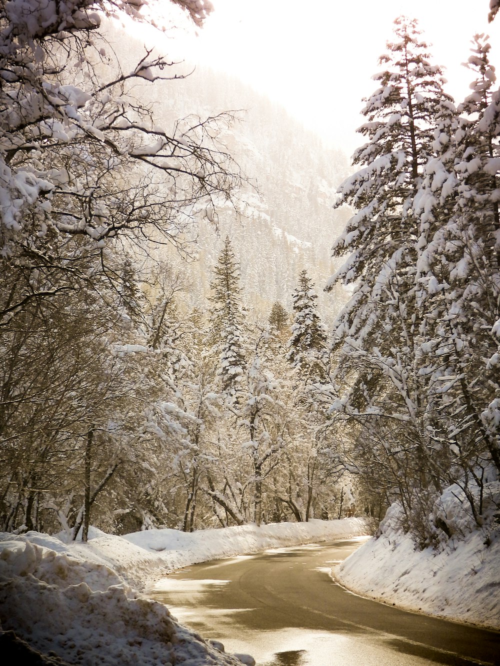 a snow covered road surrounded by trees and snow