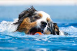 a dog swimming in a pool with a frisbee in its mouth