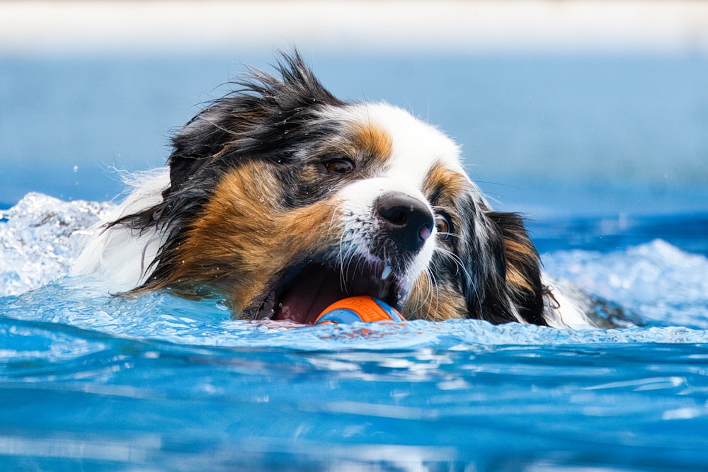 a dog swimming in a pool with a frisbee in its mouth