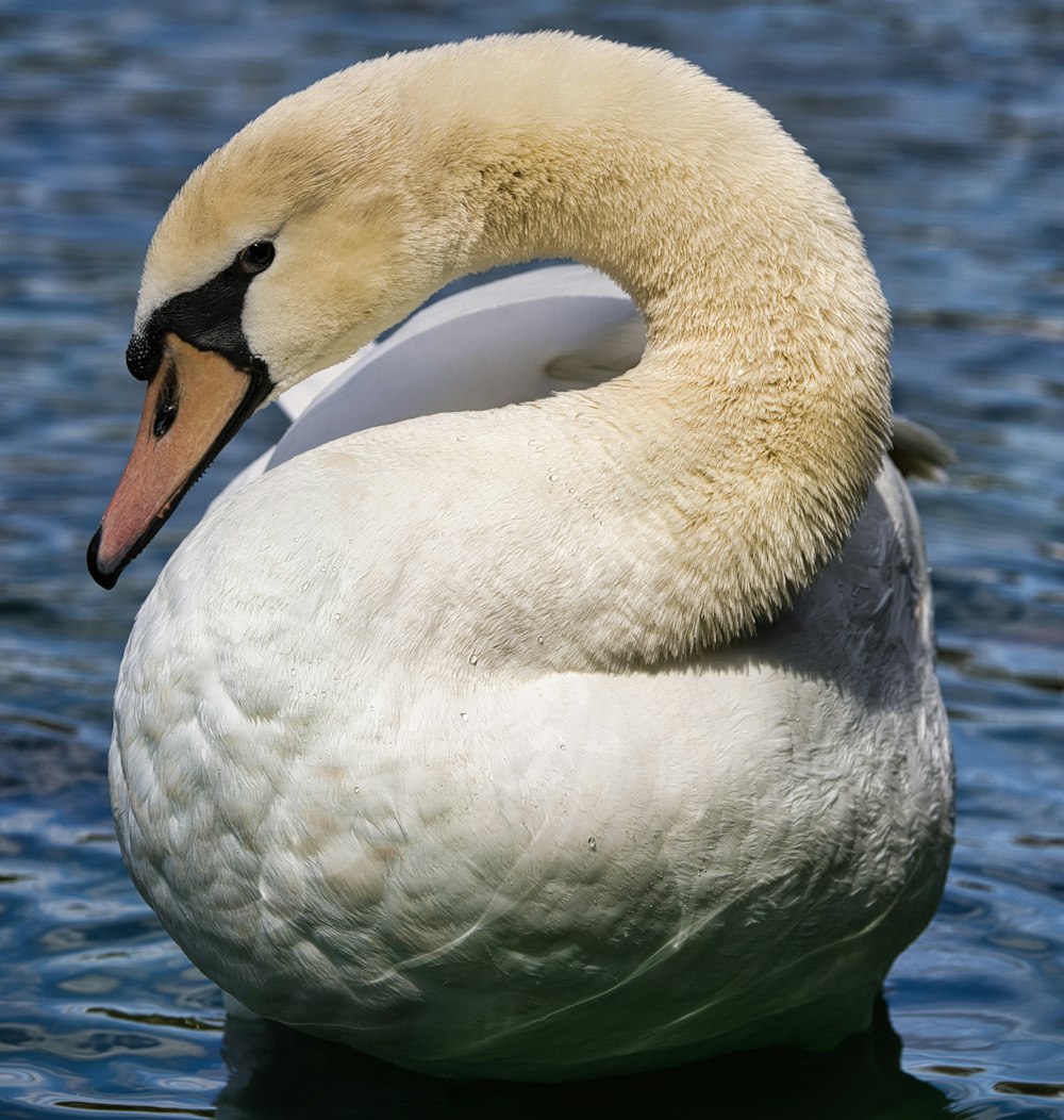 a close up of a duck in a body of water