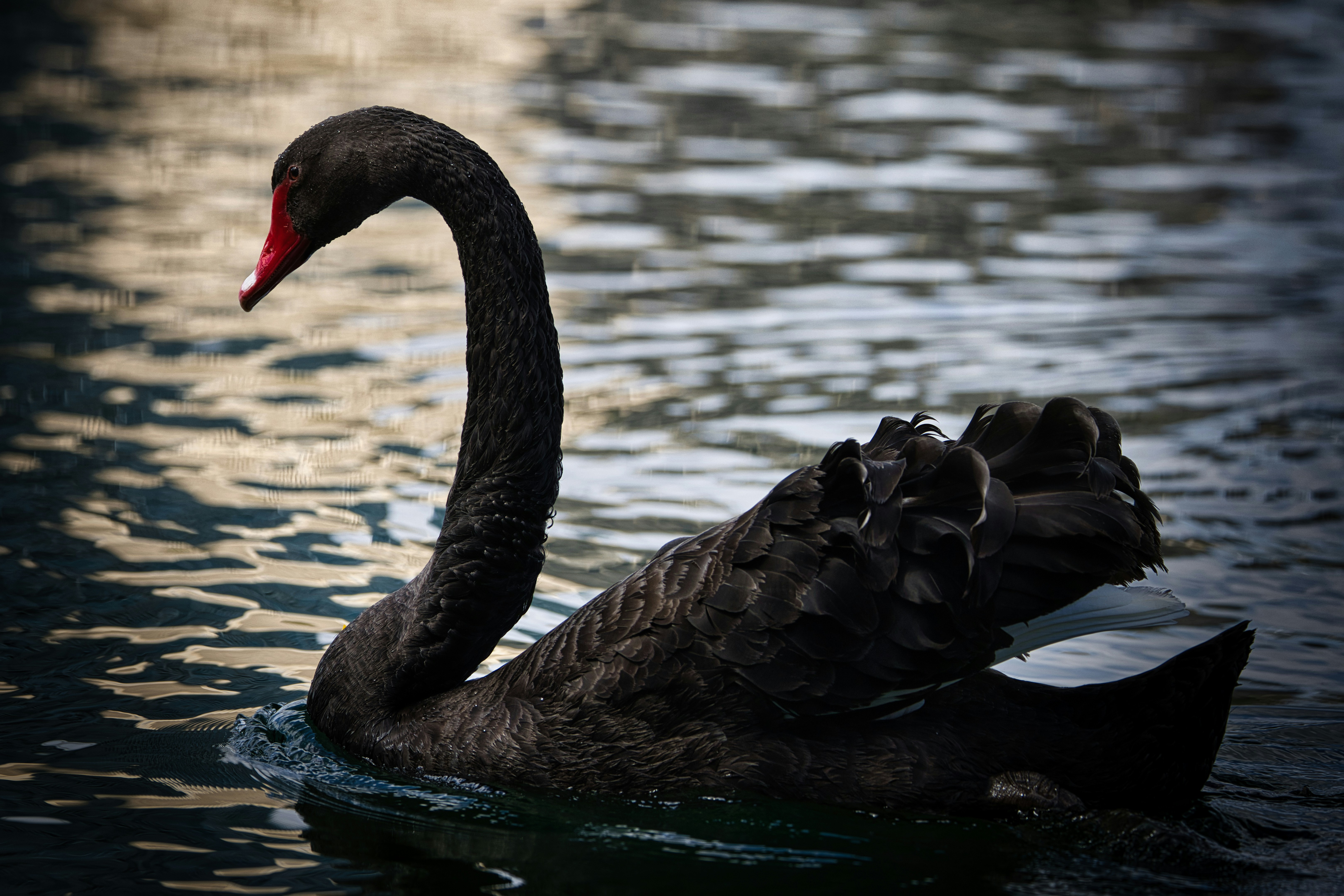 Extremistan & Médiocristan : Comprendre le langage de l’argent (Selon Nassim Nicholas Taleb)