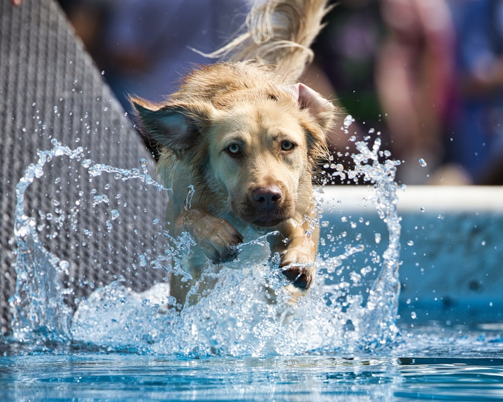 a dog jumping into a pool of water