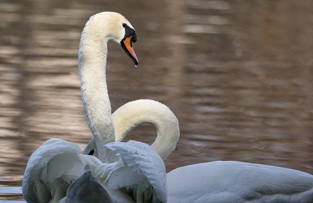 a white swan is swimming in the water