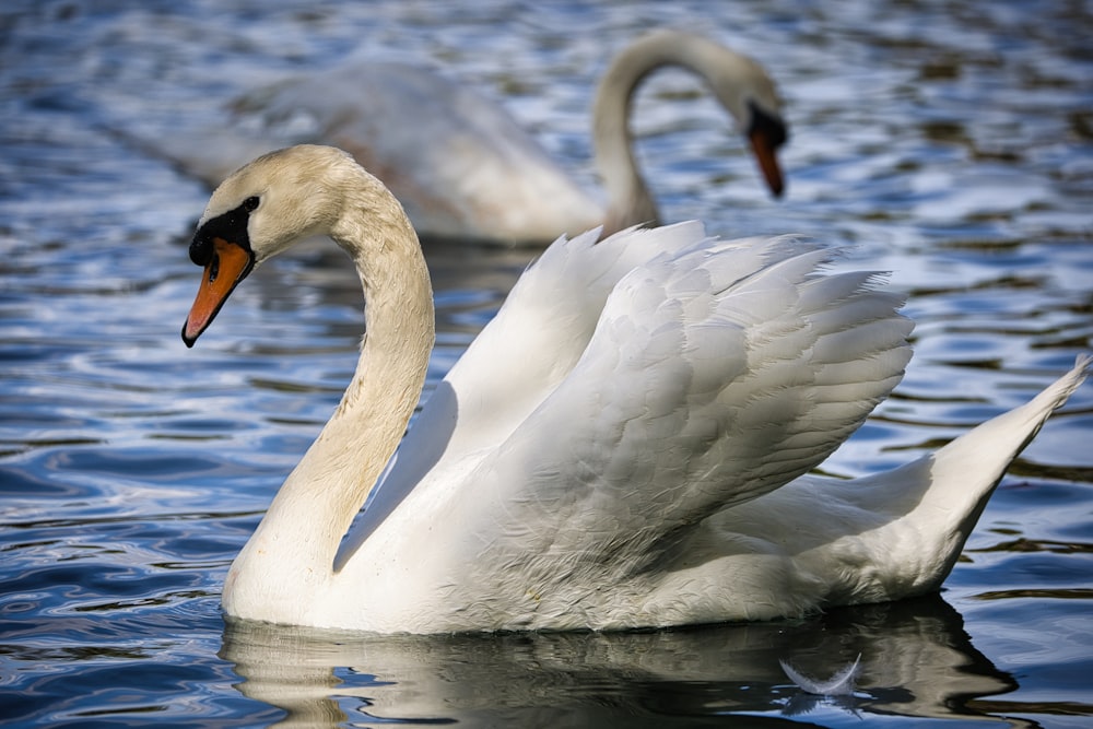 a couple of swans swimming on top of a lake